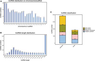 The profiles and clinical significance of extraocular muscle-expressed lncRNAs and mRNAs in oculomotor nerve palsy